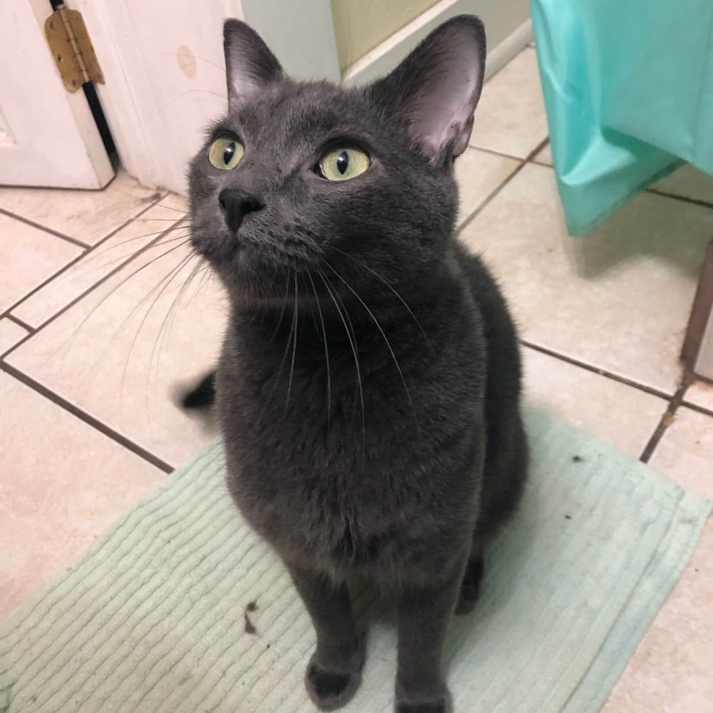 Meet your Posher, Misha